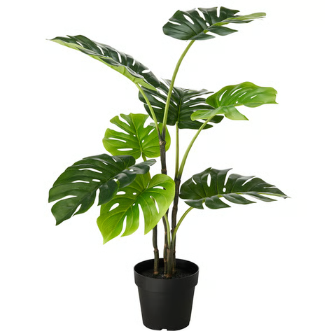 Plant10621