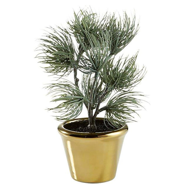 Plant4239