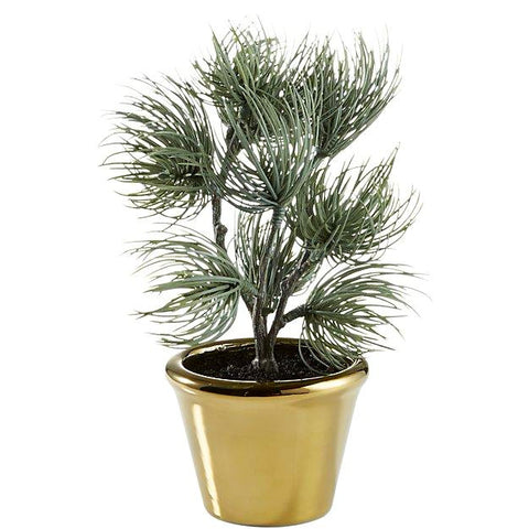 Plant4239