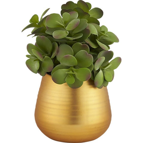 Plant4571