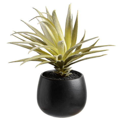 Plant5866