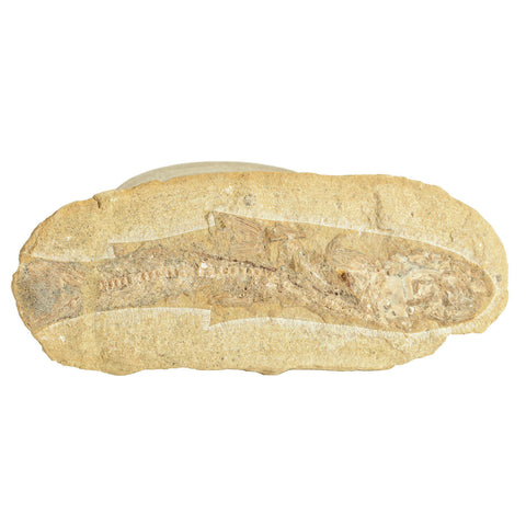 Fossil6018