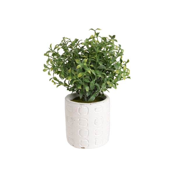 Plant8244