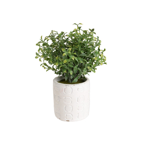 Plant8244