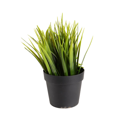 Plant8245