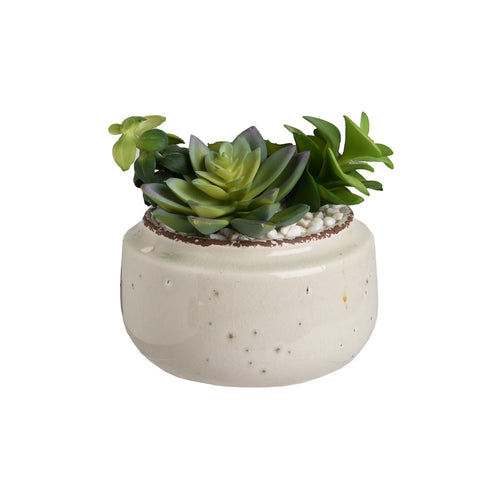 Plant8251
