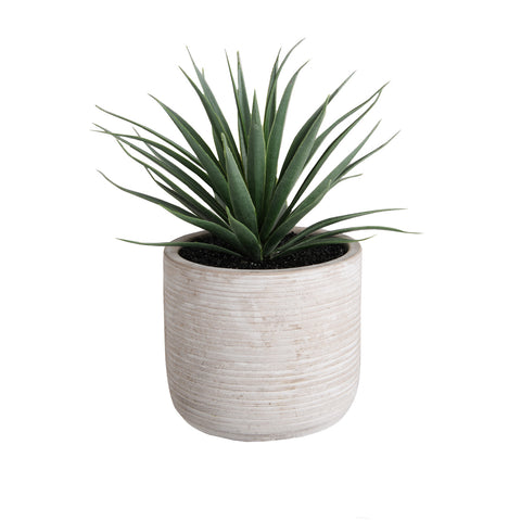 Plant8254