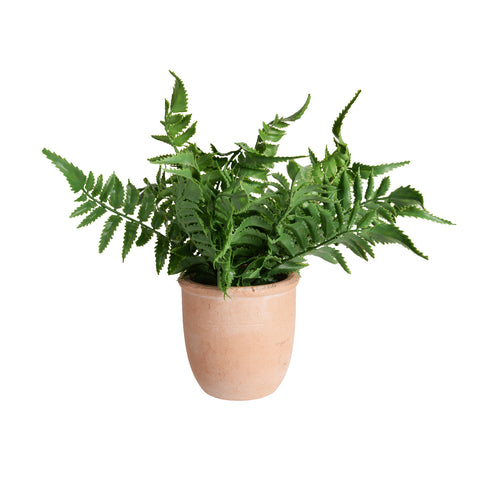 Plant8256