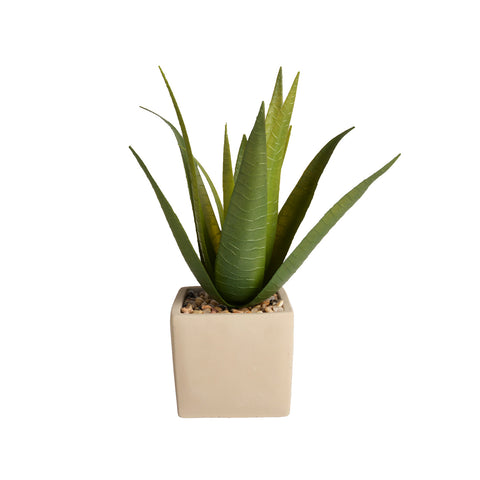 Plant8258