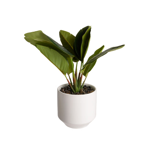 Plant8259