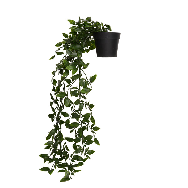 Plant8264
