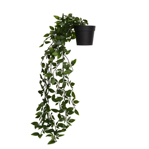 Plant8264