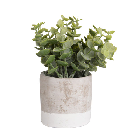 Plant8268