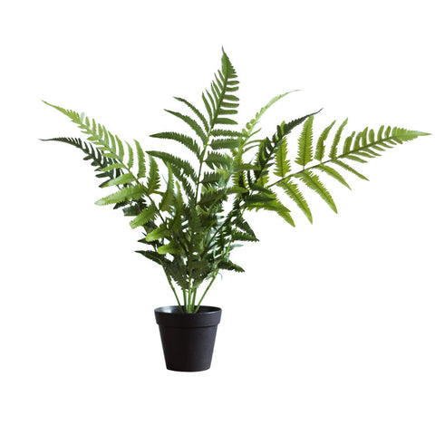 Plant3435
