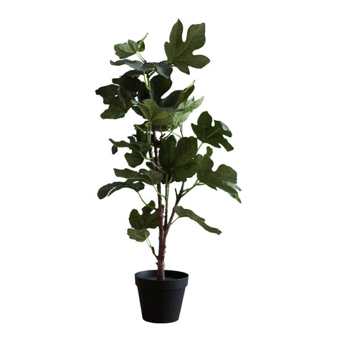 Plant3436