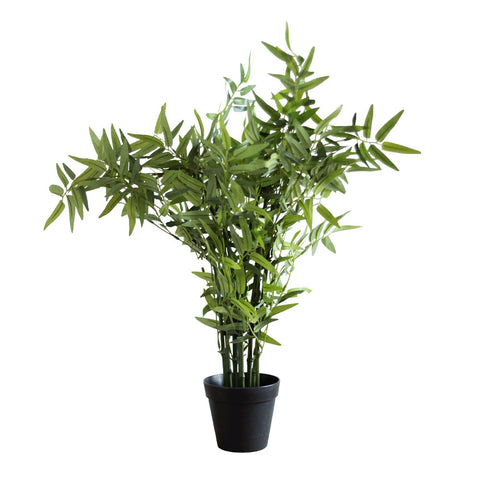 Plant3437
