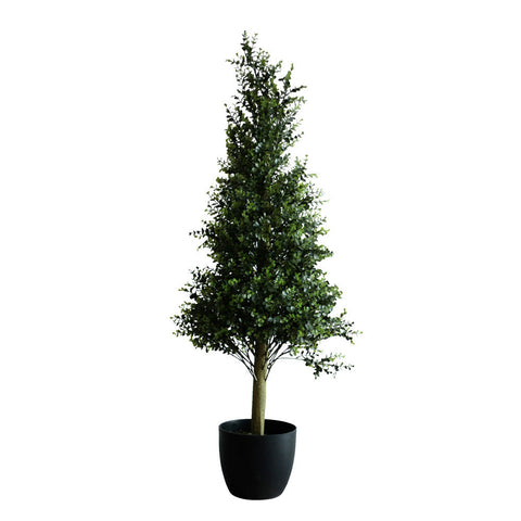 Plant3438