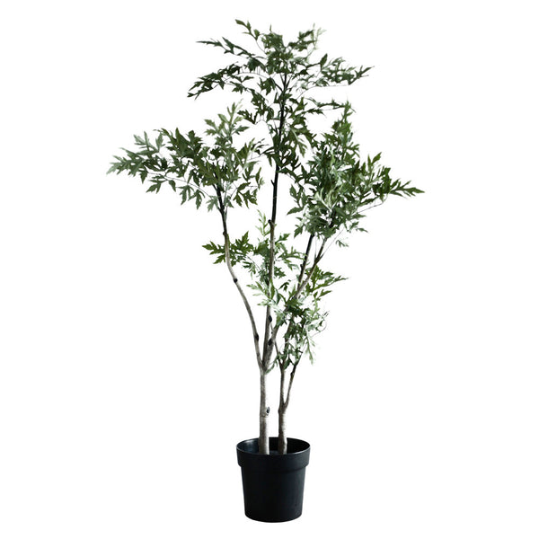 Plant3439