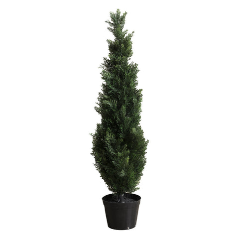 Plant3796