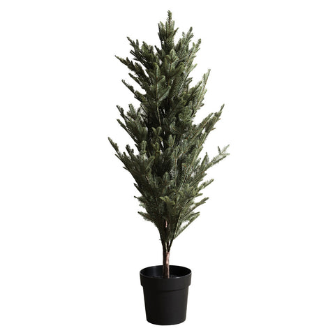 Plant3797