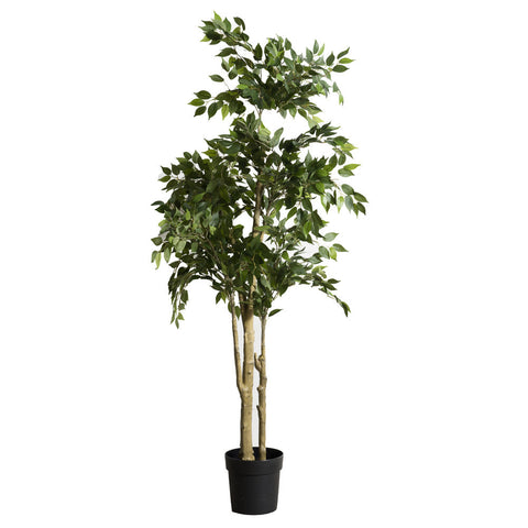 Plant3798