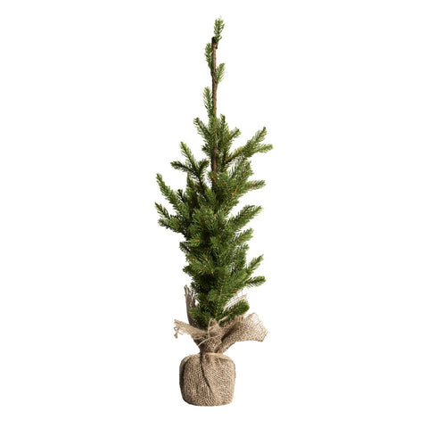 Plant3831
